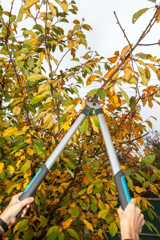 Pruning