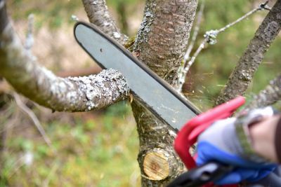 Remove Dead, Diseased, and Overgrown Branches!